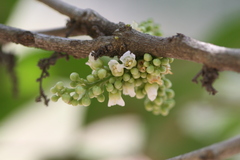 Lepisanthes tetraphylla